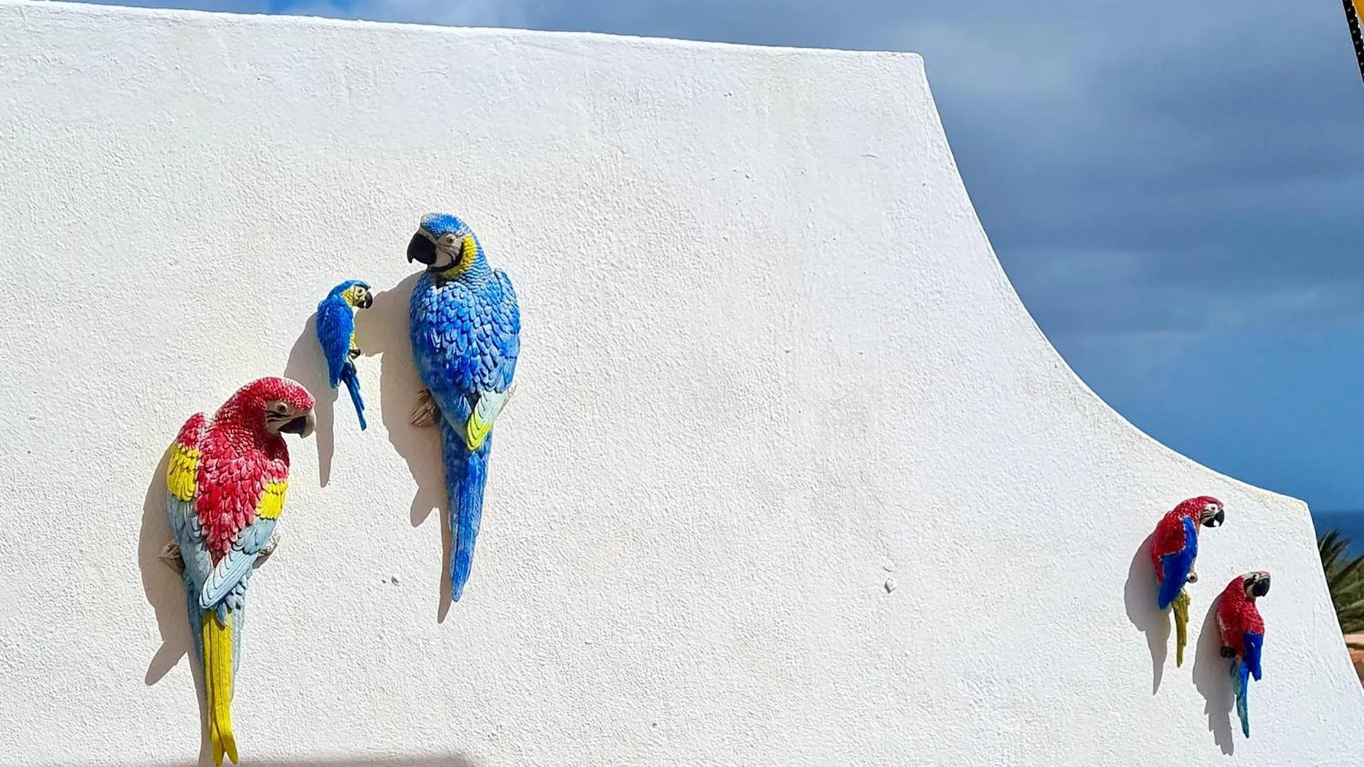 Welooveyou Parrots 科斯塔卡玛